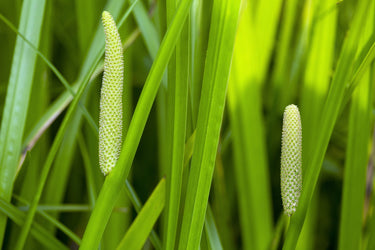 250 SWEET FLAG GRASS Wetland Pond Acorus Calamus Ornamental Seeds